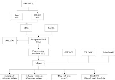 Discovery of ferroptosis-related genes in renal ischemia reperfusion and evaluate the potential impact on kidney transplantation